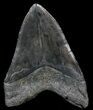 Fossil Megalodon Tooth - Georgia #56463-2